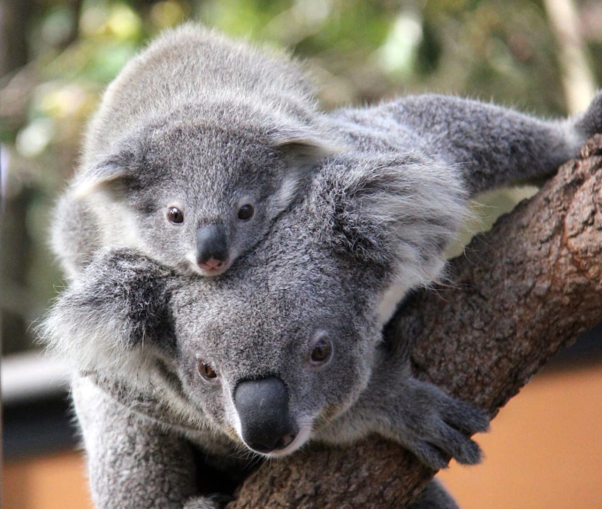 Mladí koalové, kteří se narodili v Zoo Taronga - Obrázek 2