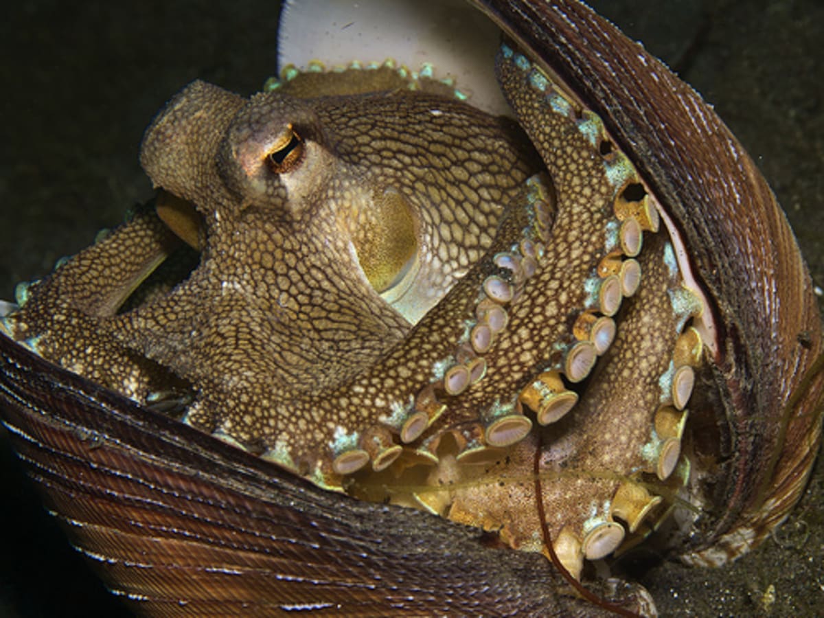 Úkryty chobotnice Amphioctopus marginatus - Obrázek 4