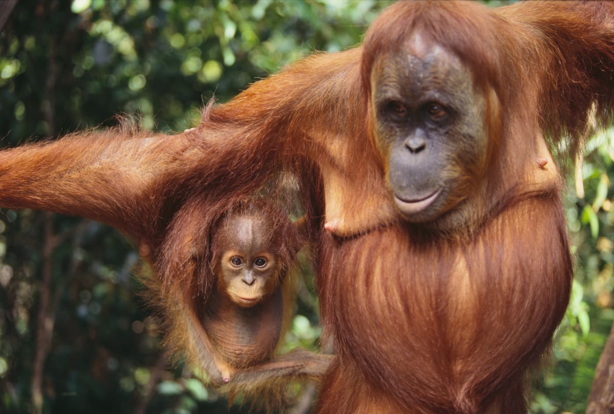 Orangutani: zrzaví pralesní muži, kterým hrozí vyhynutí - Obrázek 1