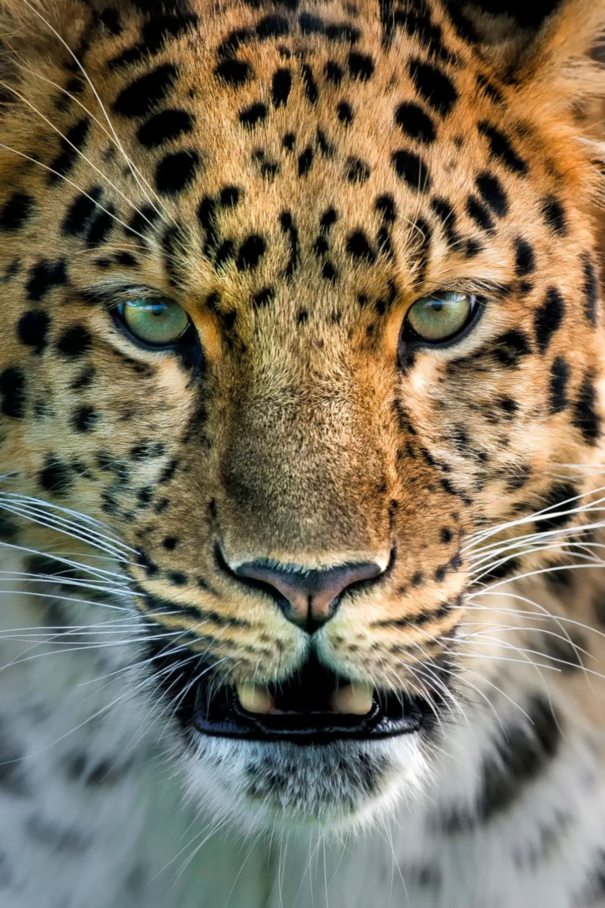 Nejkrásnější portréty divokých zvířat: co tvář, to osobnost! - Obrázek 2