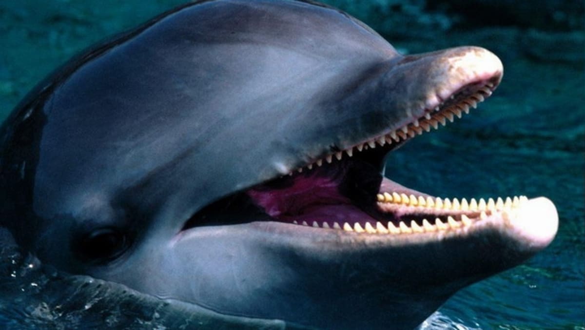 Zvláštní zuby z říše zvířat - delfín