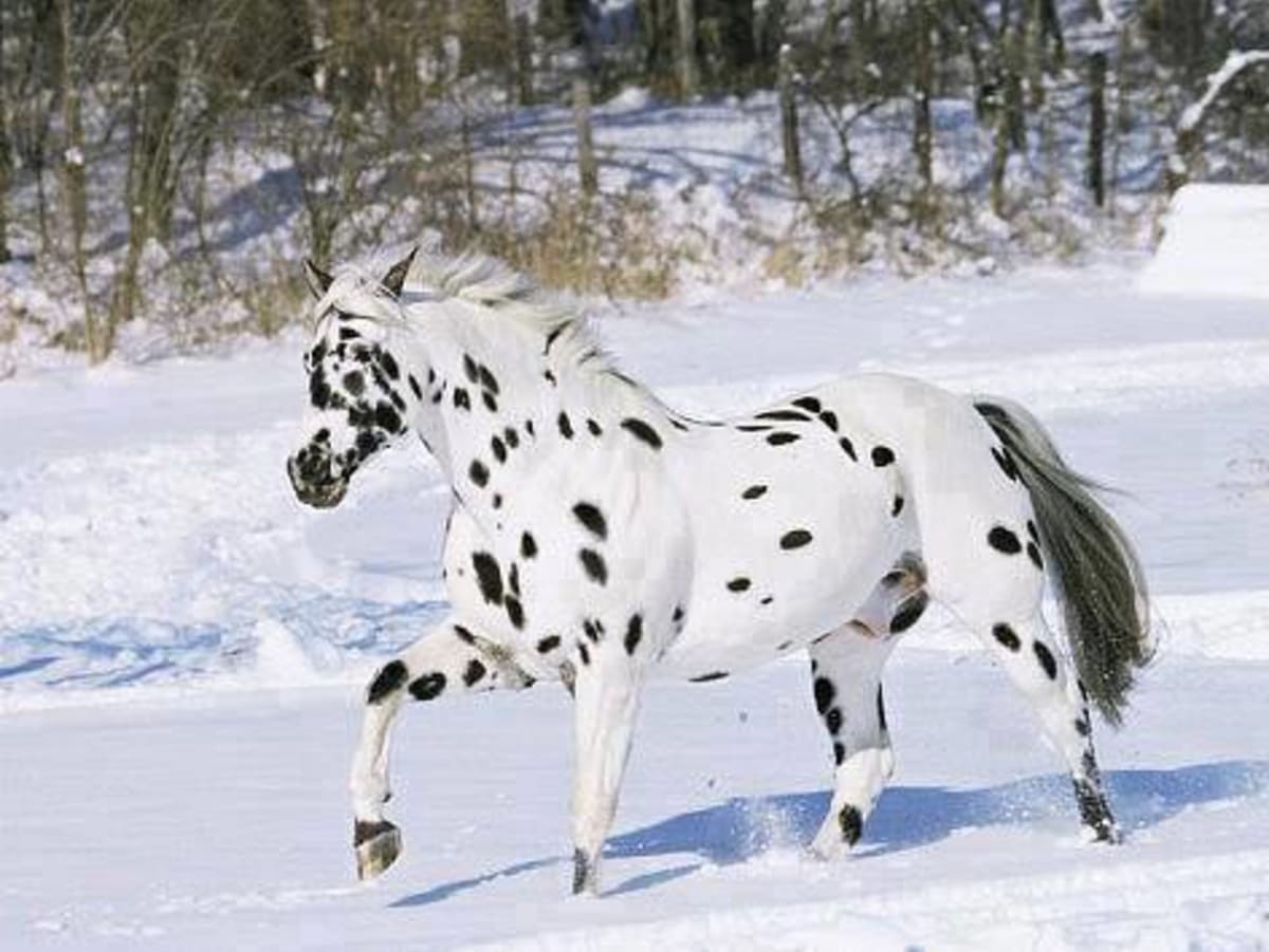 Nejpodivněji a nejkrásněji zbarvení koně - Obrázek 5