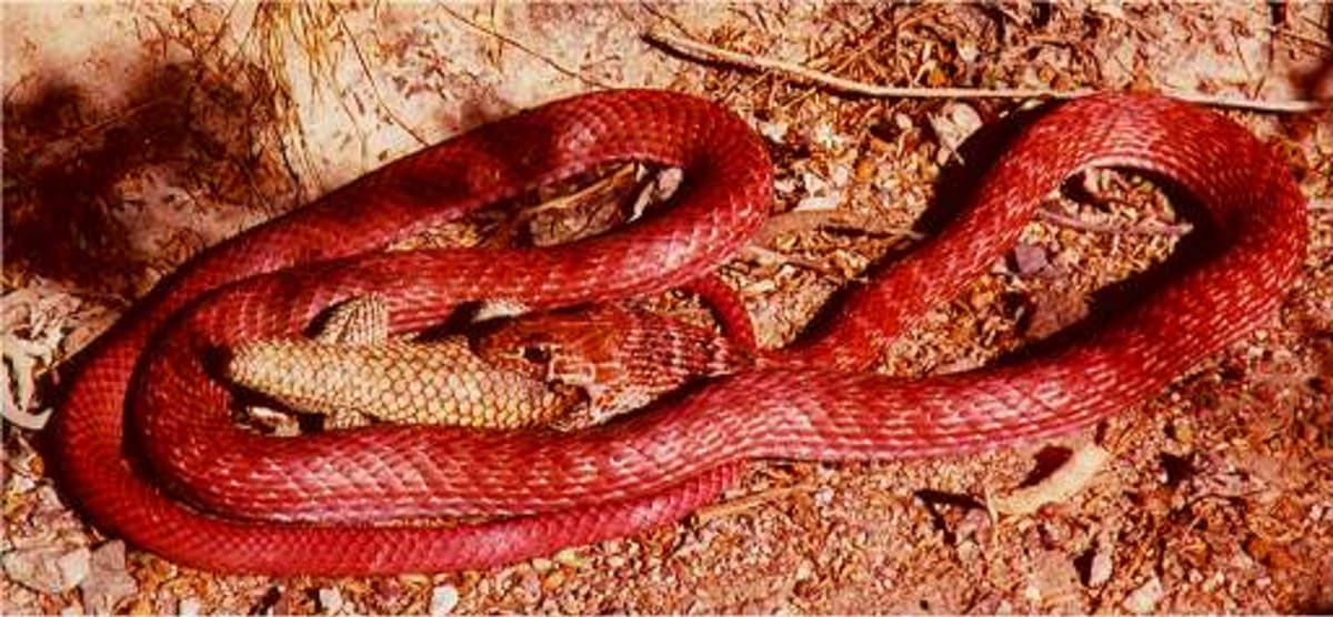 Rudý had