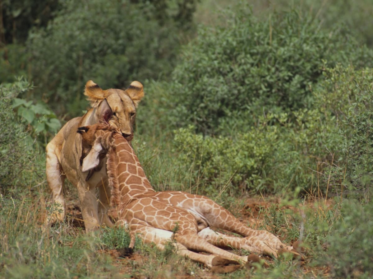 Mláďata žiraf se velmi často stávají kořistí nejrůznějších predátorů, například lvů