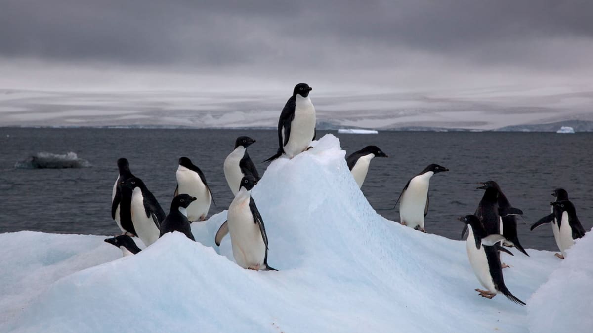 Stojí tučňáci na sopce?Jason Auch