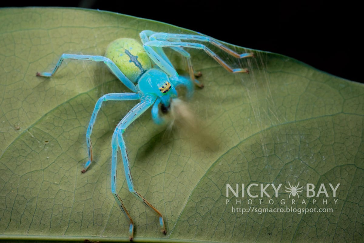 Nejkrásnější hmyz Singapuru - Obrázek 9