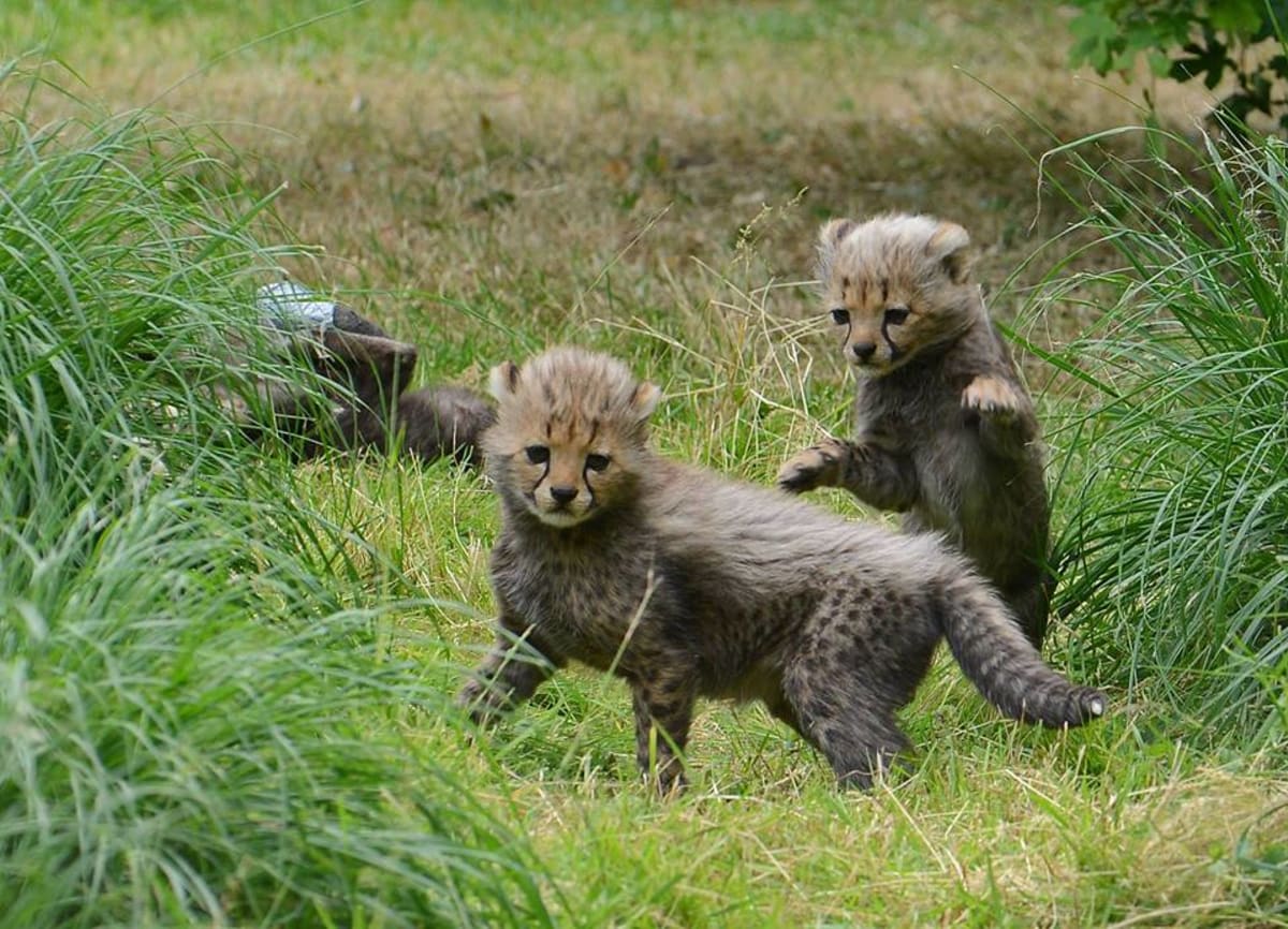 Gepardice v Munsteru porodila sedm mláďat! - Obrázek 3