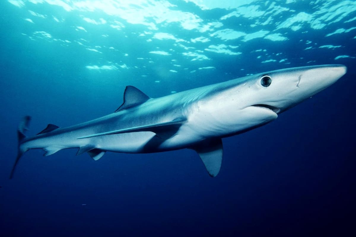 Žraloka modrého můžete nejspíš potkat u břehů Francie