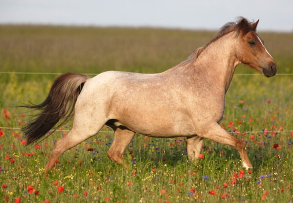 Nejpodivněji a nejkrásněji zbarvení koně - Obrázek 16