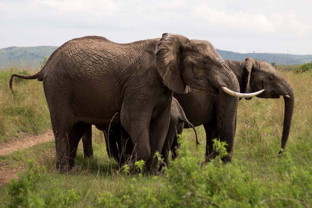 Rozzuřená slonice ochránila svá mláďata - Obrázek 4