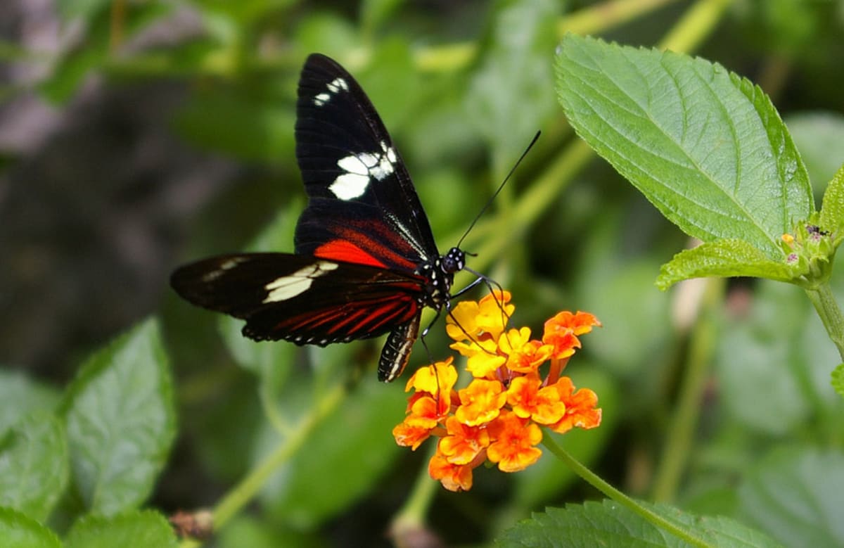 Kostarický motýl druhu Heliconius doris