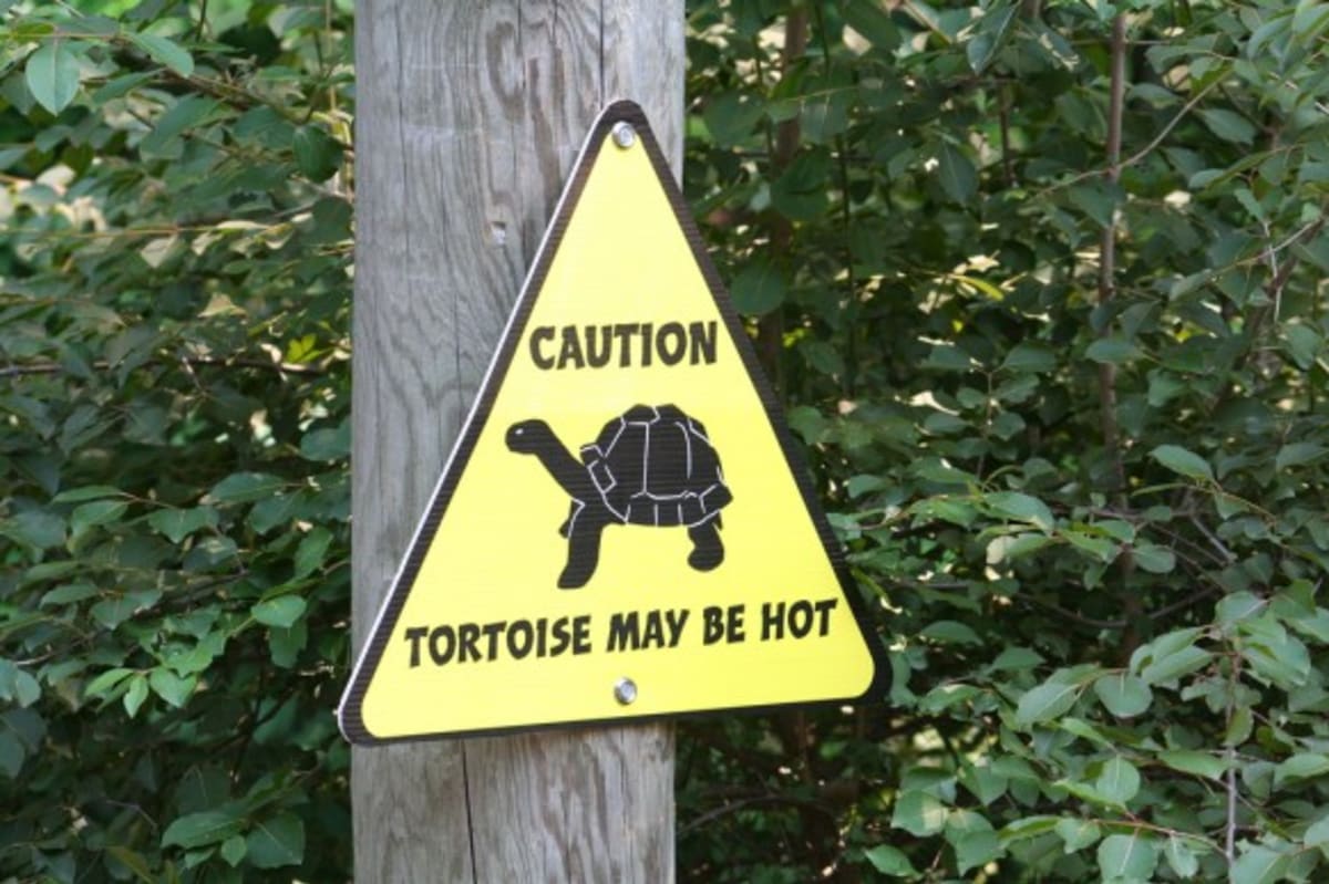 "Pozor, želvy jsou žhavé!" Želví krunýře jsou v létě horké. Ale tohle varování je krapet dvojsmyslné!