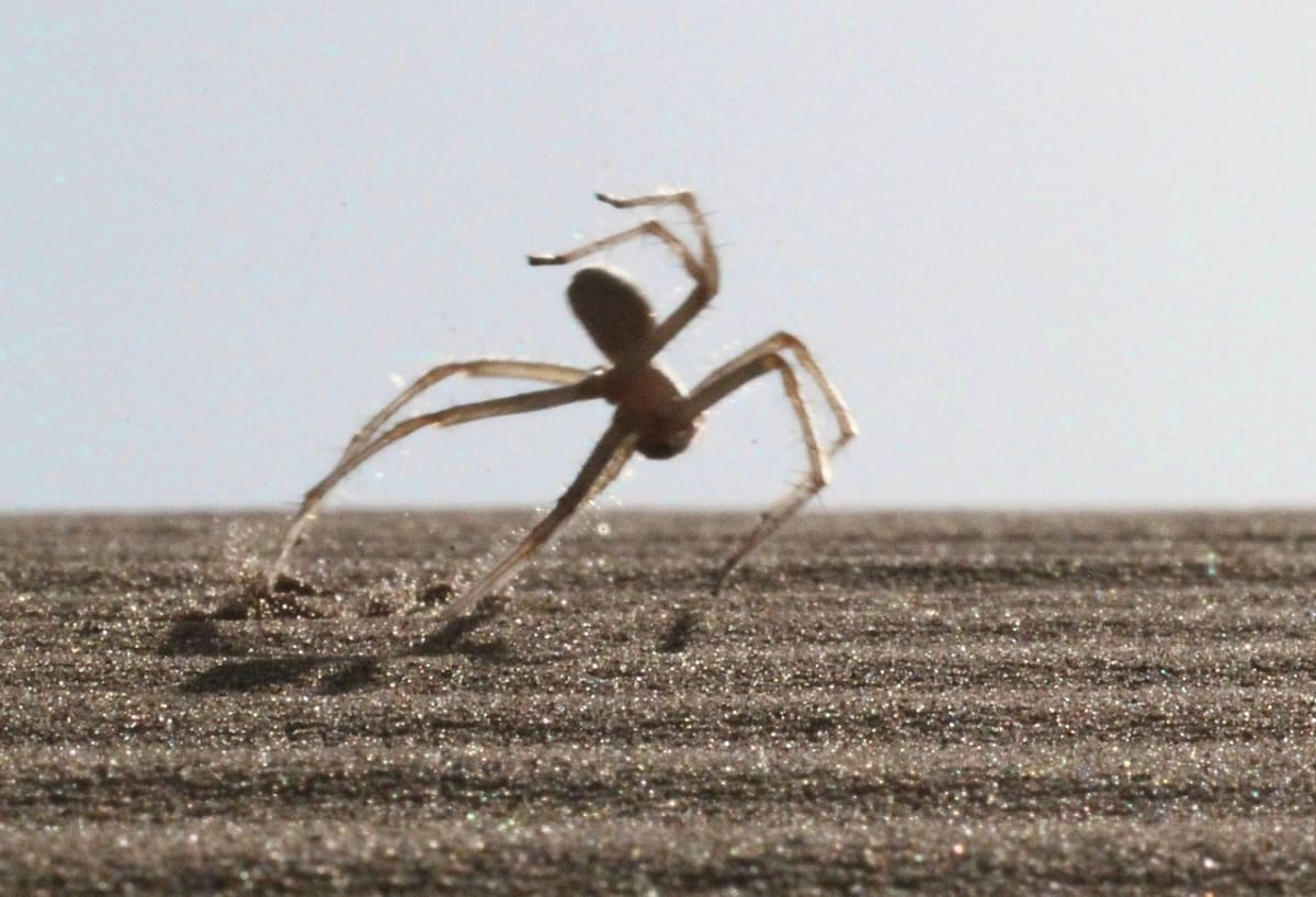 Pavouk akrobat - druh Cebrennus rechenbergi