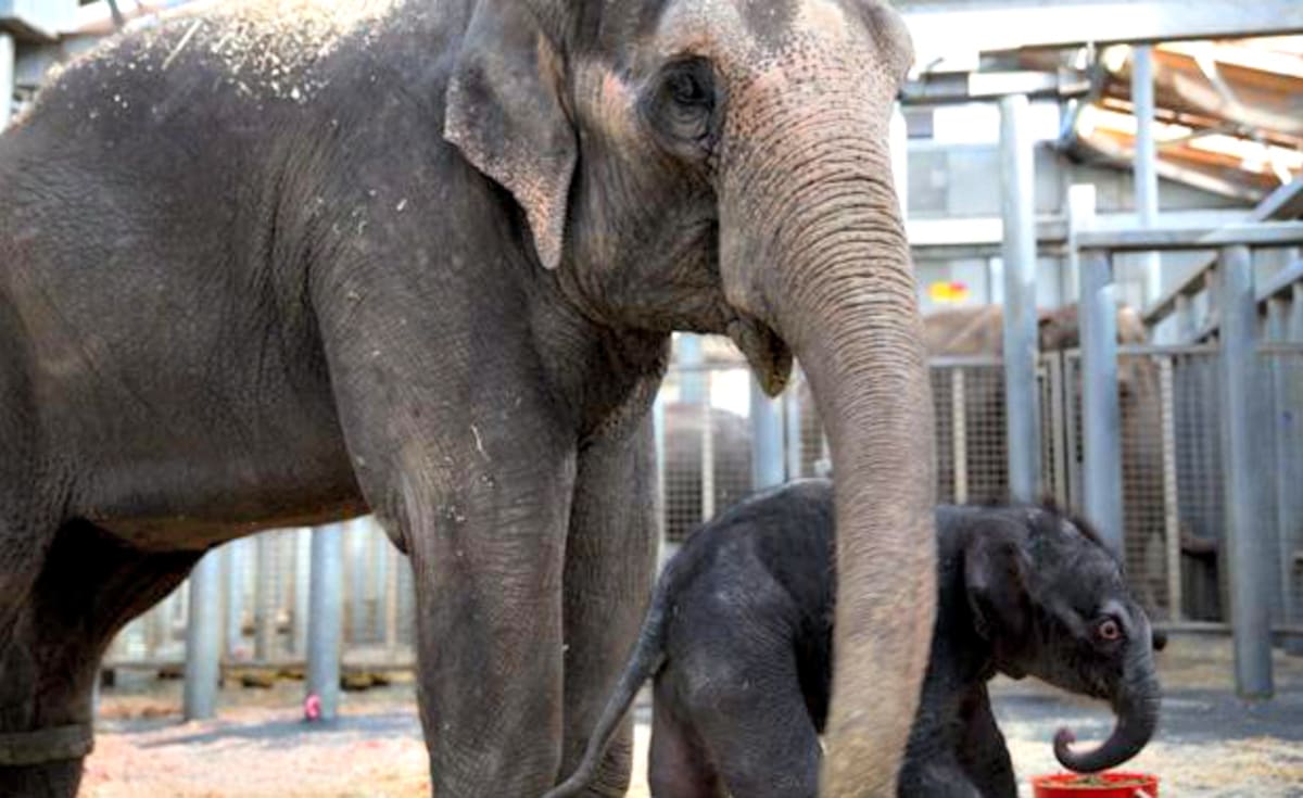 Mláďata slona indického - Obrázek 2