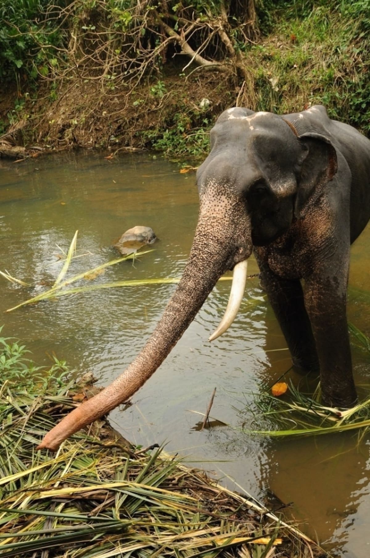 Sloní sirotčinec Pinnawala- koupání