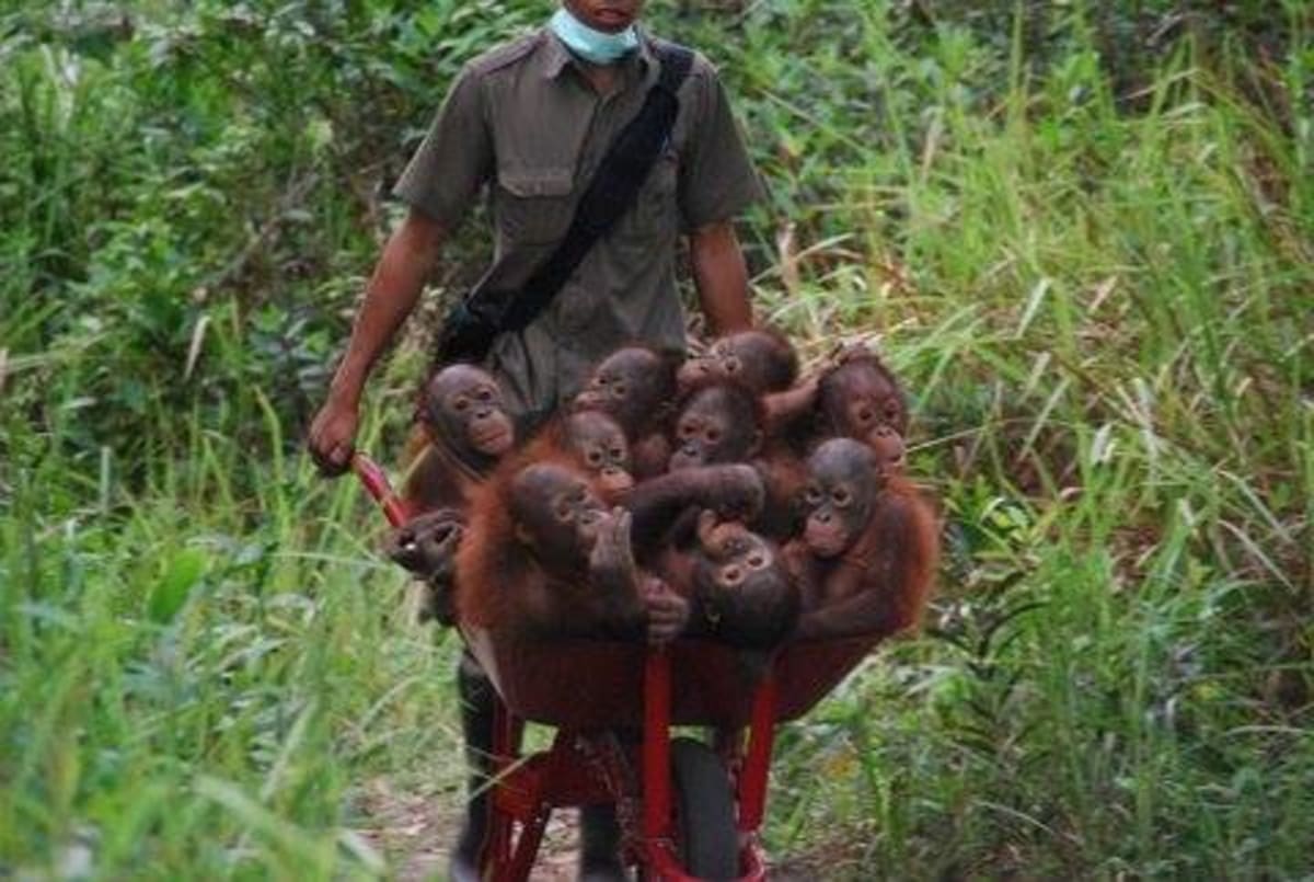 Záchrana orangutaních mláďat  - Obrázek 2