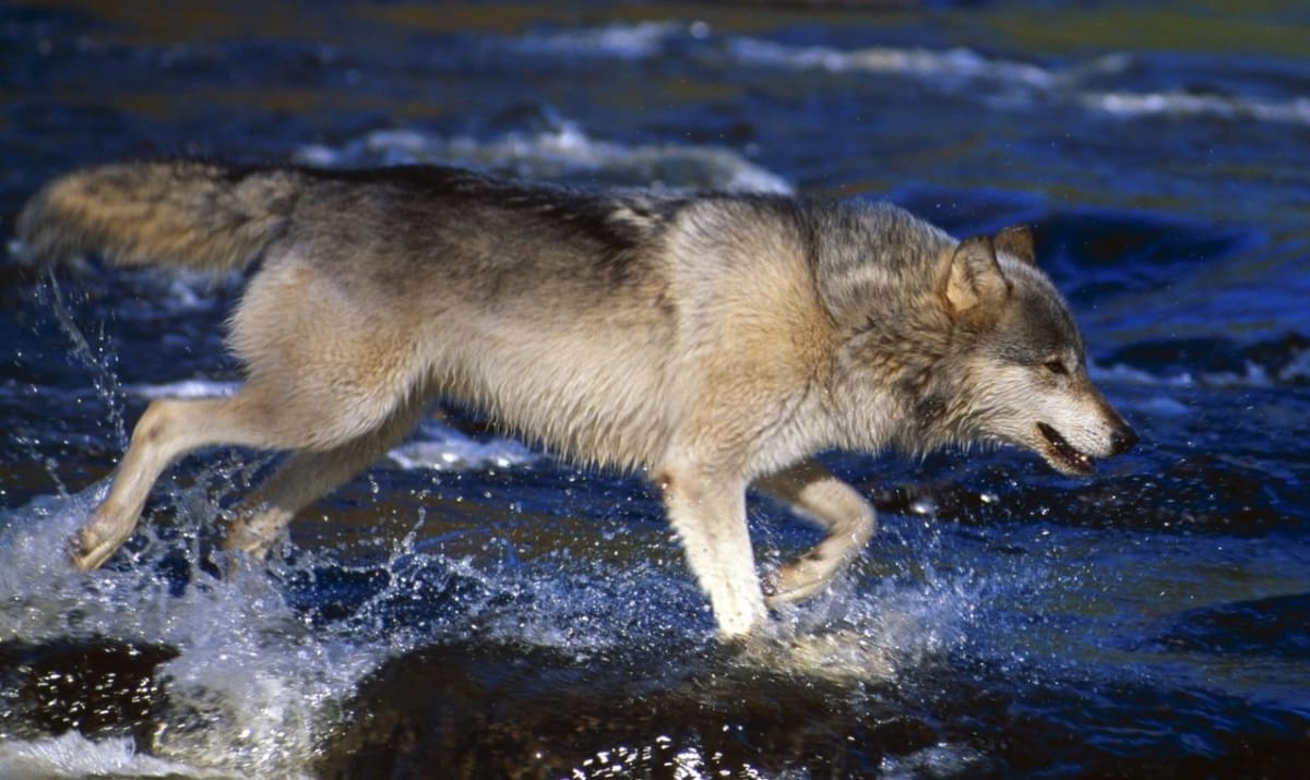 Vlk ve vodě