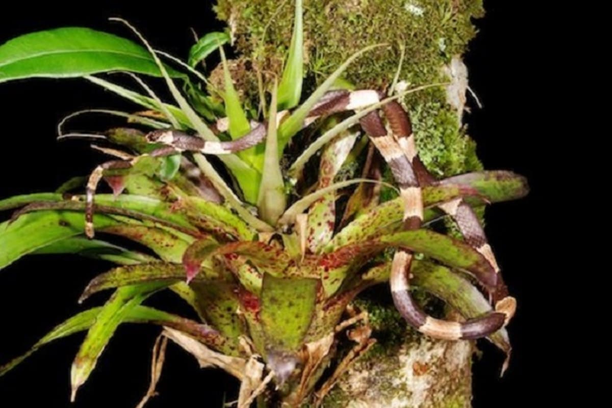 Zcela neškodný had z Panamy se snaží zbarvením připomínat smrtelně jedovatého korálovce.