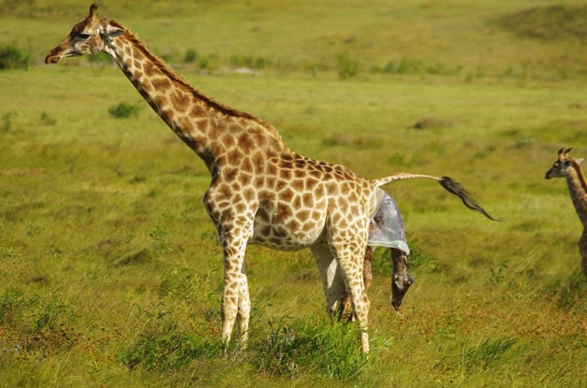 GALERIE: Porod žirafy v přímém přenosu! - Obrázek 2
