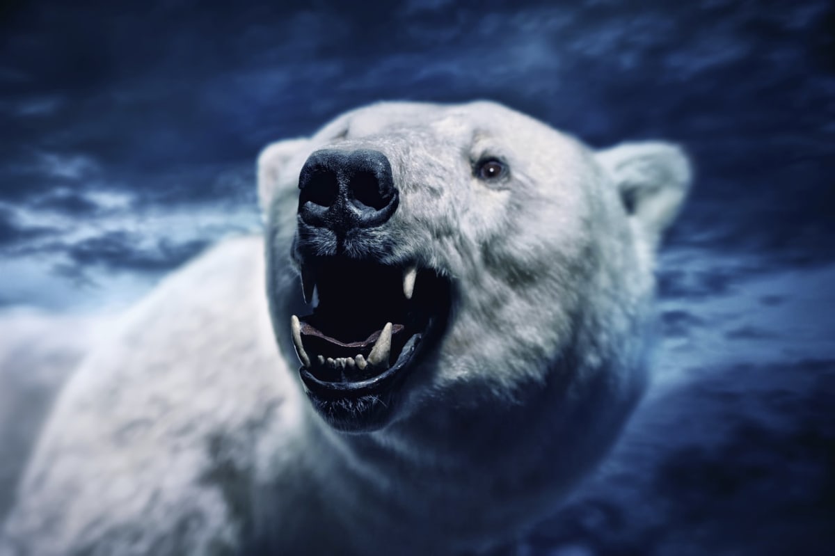 Varování ledního medvěda