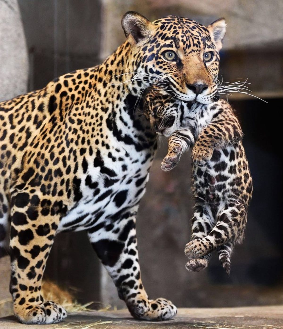 Mládě jaguára ze San Diega Zoo - Obrázek 3