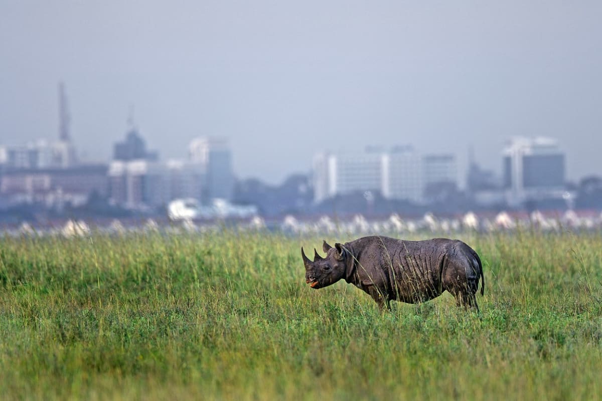 Národní park Nairobi - Obrázek 2