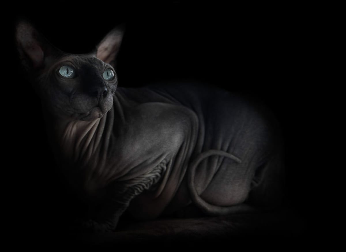 Kočky sfinx - Obrázek 4