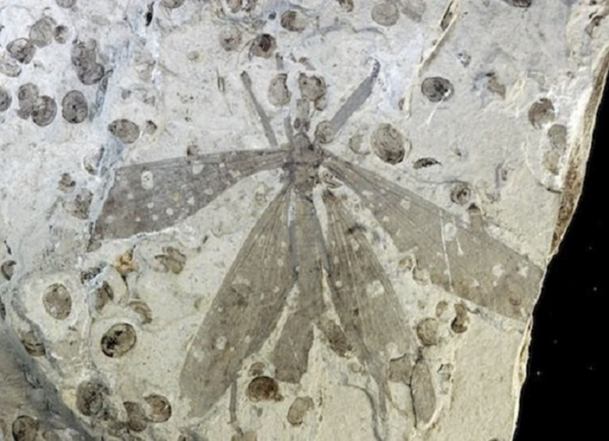 Tento hmyz už nežije – o to úžasnějším objevem je jeho fosilie stará 165 milionů let.