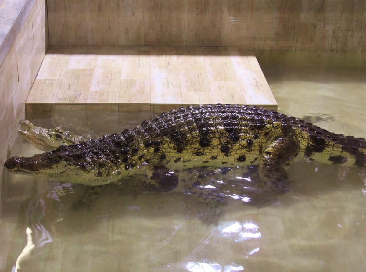 Krokodýli siamský a filipínský - Obrázek 11