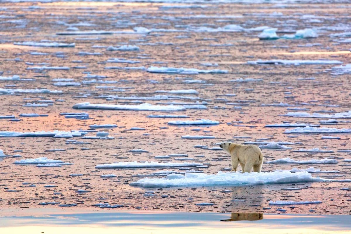 Ledním medvědům mizí svět pod nohama - Obrázek 2