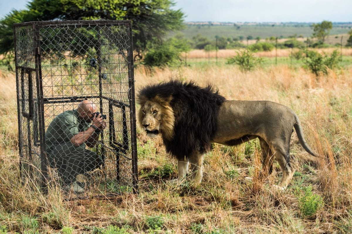 GALERIE: Kevin Richardson nafotil nádhernou sérii snímků se lvy - Obrázek 5