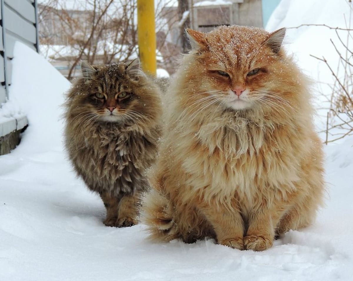 Sibiřské kočky pocházejí z Ruska a Ukrajiny. Vznikly křížením koček domácích a koček dovezených z Blízké a Východní Asie