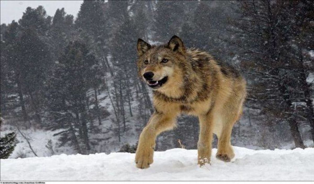 Krása vlků - Obrázek 4
