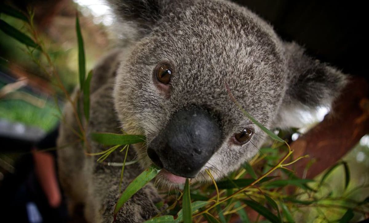 Koala, zcela zblízka
