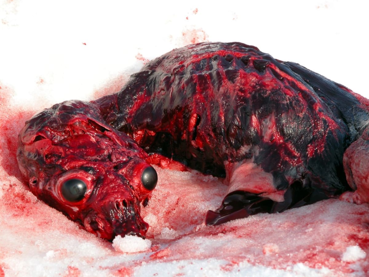 Vybíjení tuleňů v Kanadě - Obrázek 4
