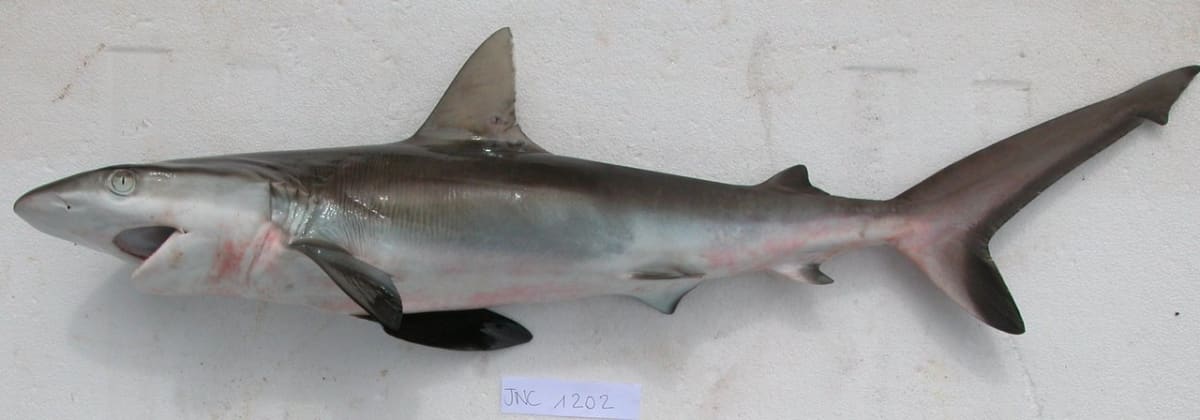 žralok spanilý Carcharhinus amblyrhynchos