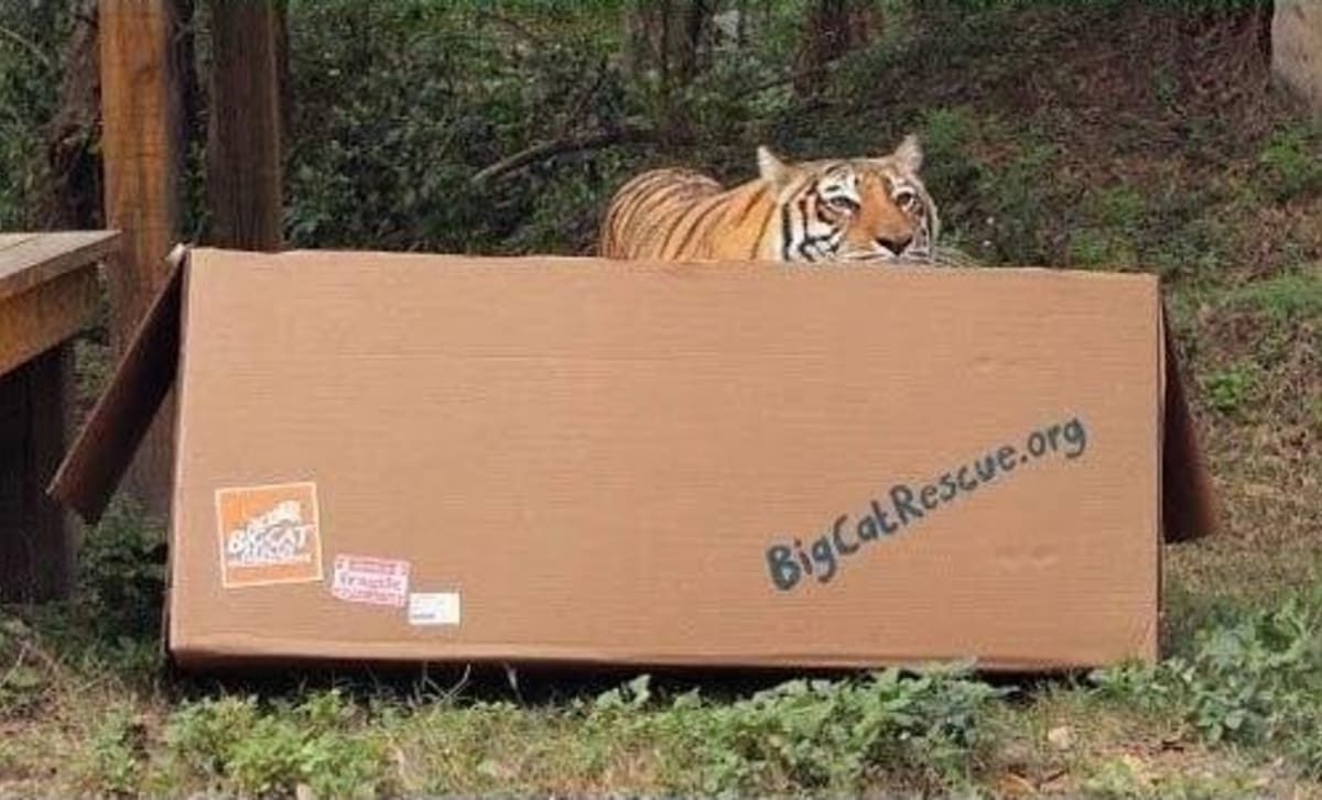 Velké kočky milují krabice - Obrázek 4