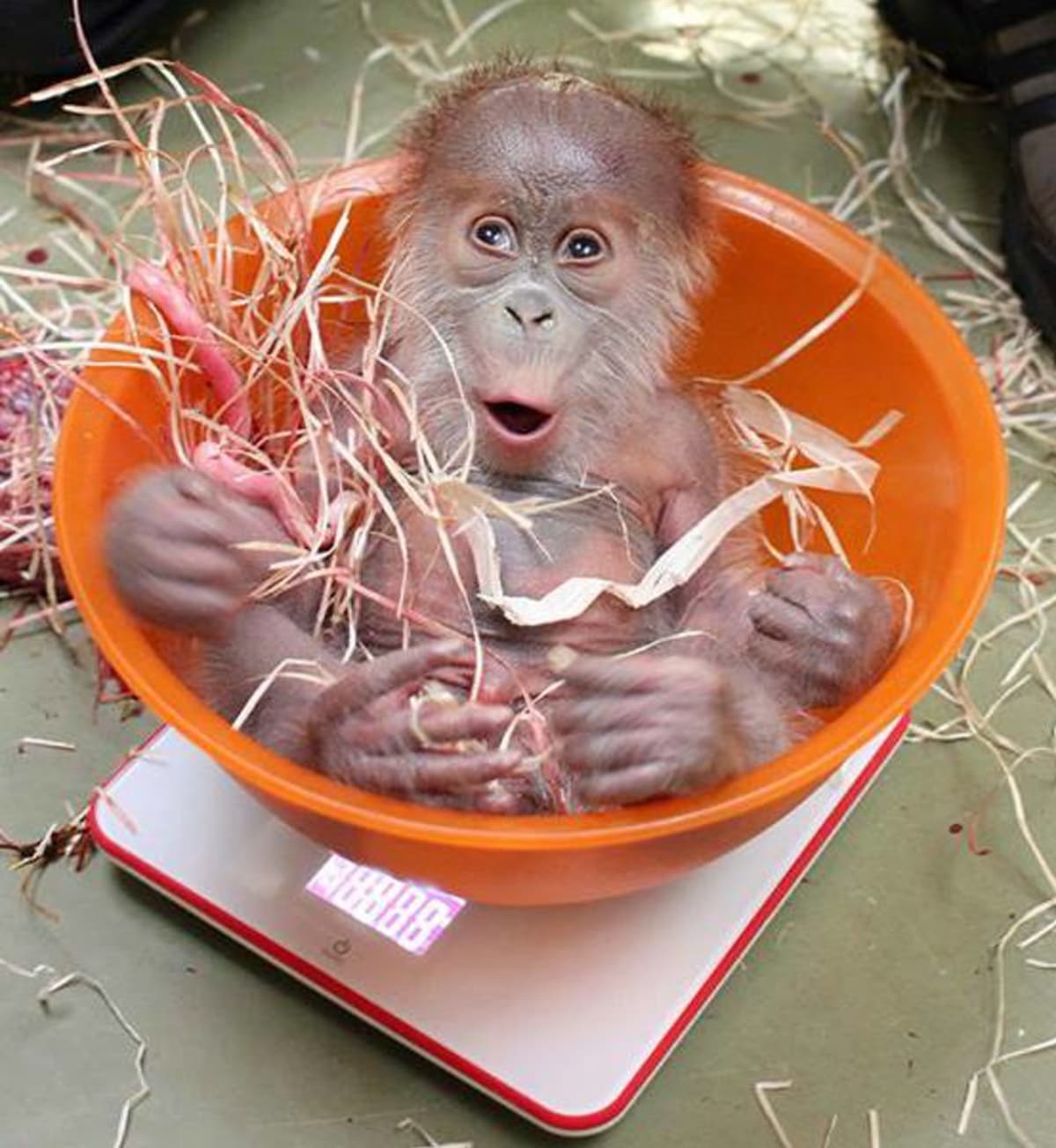 Novorozený orangutan z Berlína - Obrázek 6