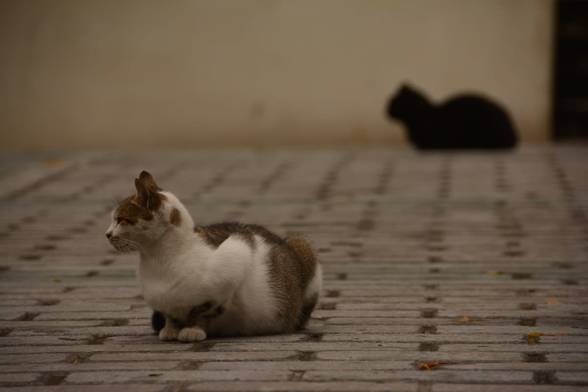 Kočičí uličnice - portréty pouličních koček - Istanbul