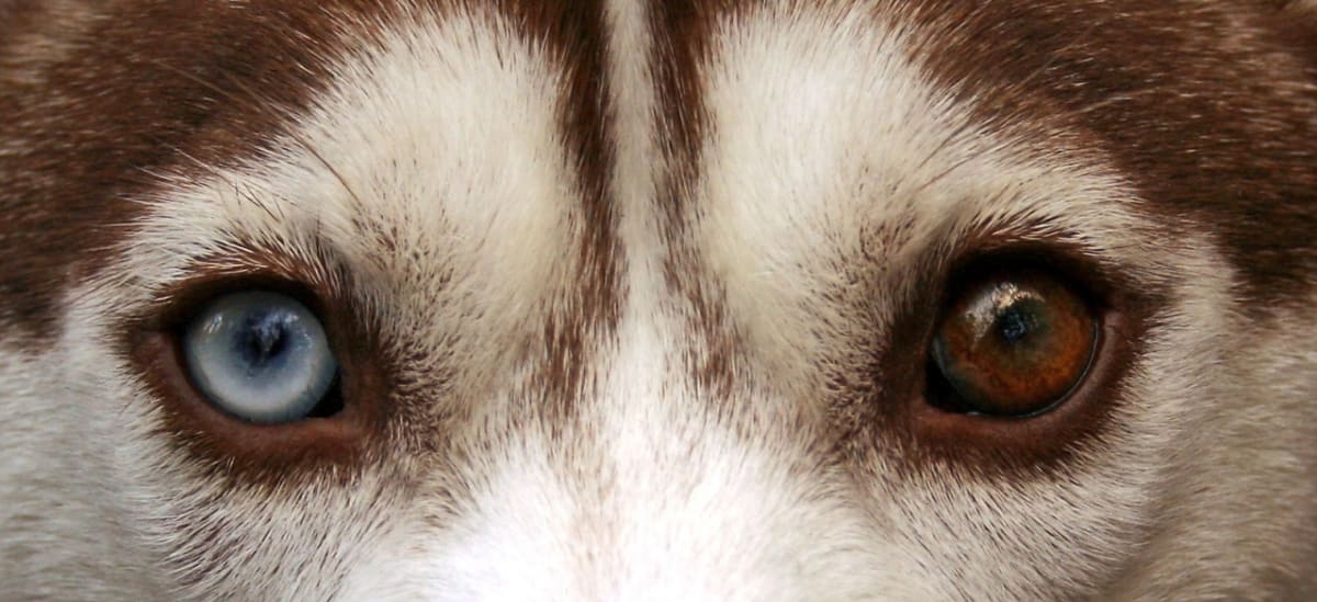 Nejhezčí psí plemena - oči huskyho