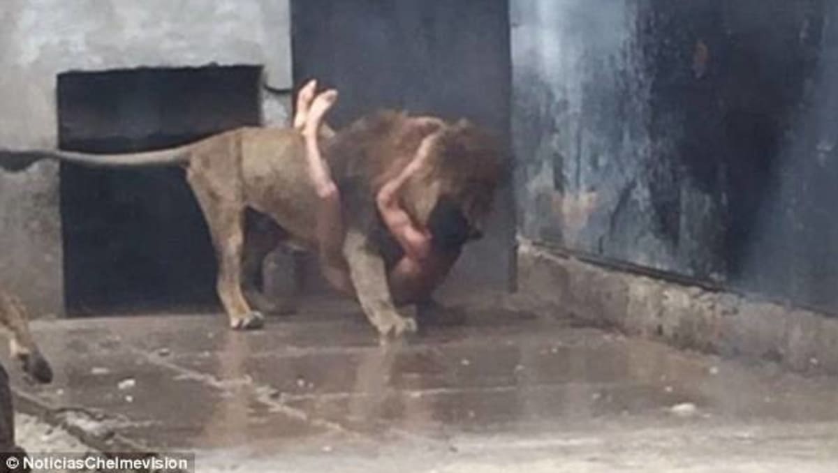 Muž se pokusil spáchat sebevraždu skokem mezi lvy - Obrázek 2