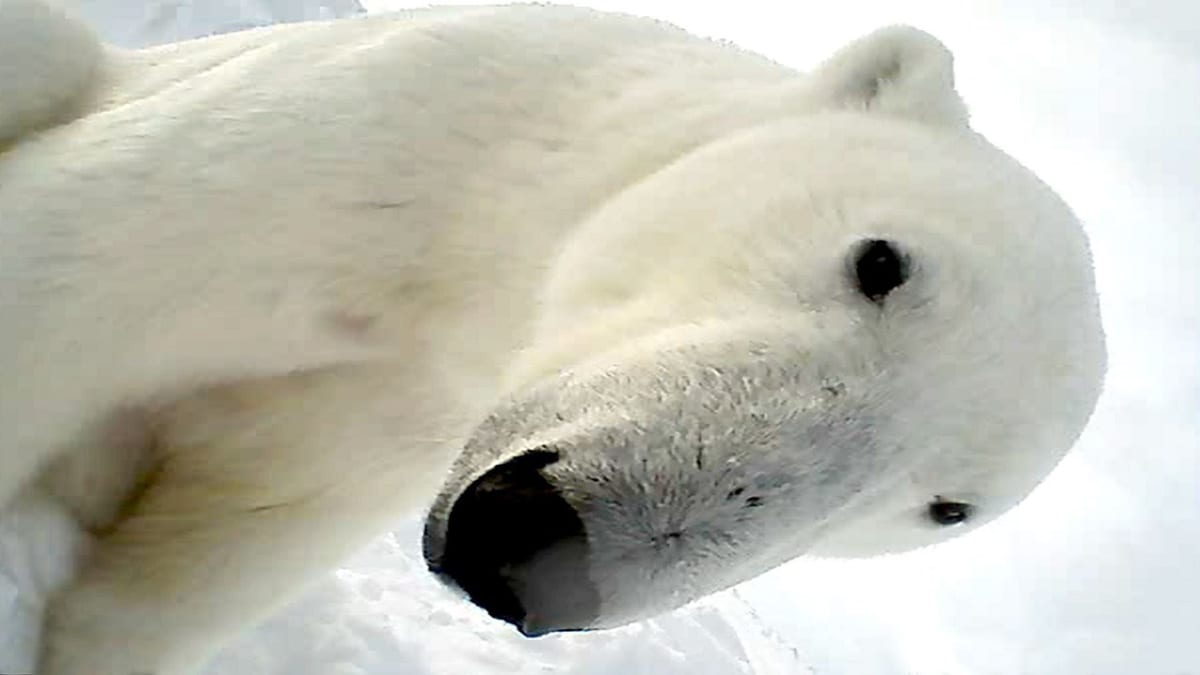 Lední medvěd natočený ledním medvědem