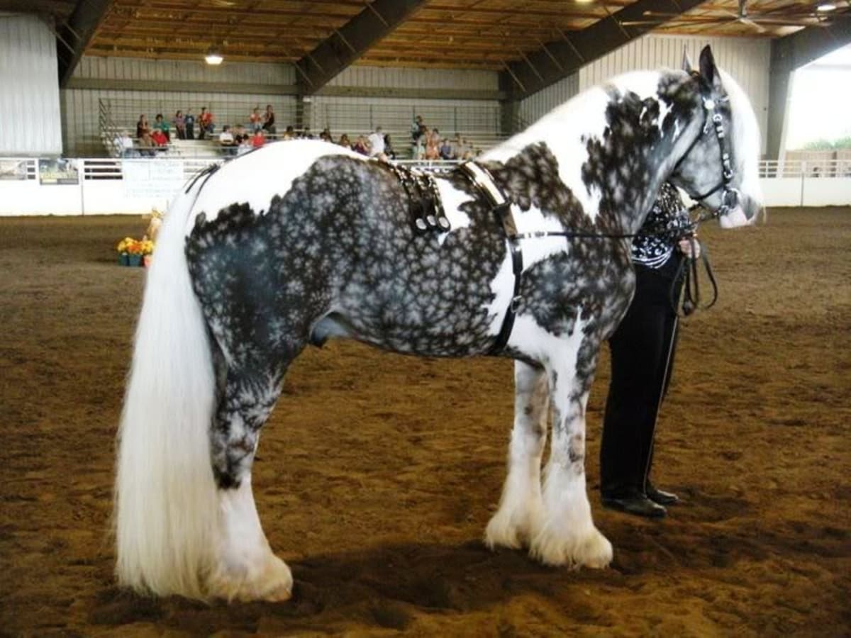 Nejpodivněji a nejkrásněji zbarvení koně - Obrázek 20