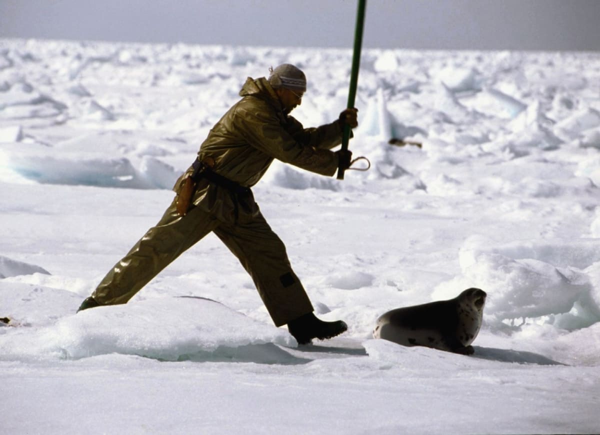 Vybíjení tuleňů v Kanadě - Obrázek 1