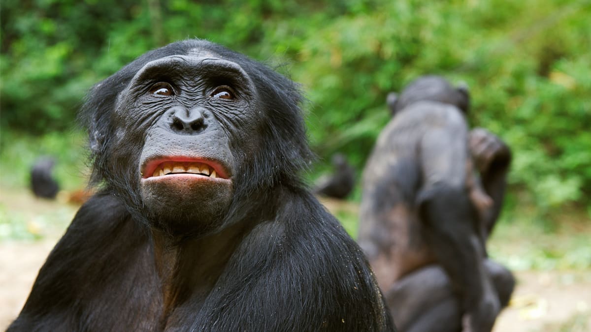 Co se týče zhnusení, jsou nám šimpanzi bonobo velmi podobní...