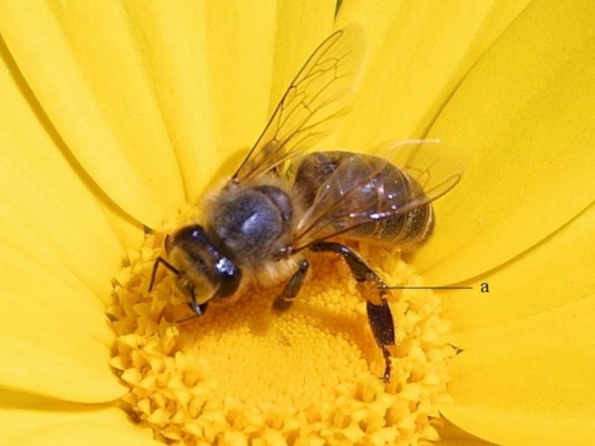Včely žijí ve společnosti, kterou nazýváme včelstvo