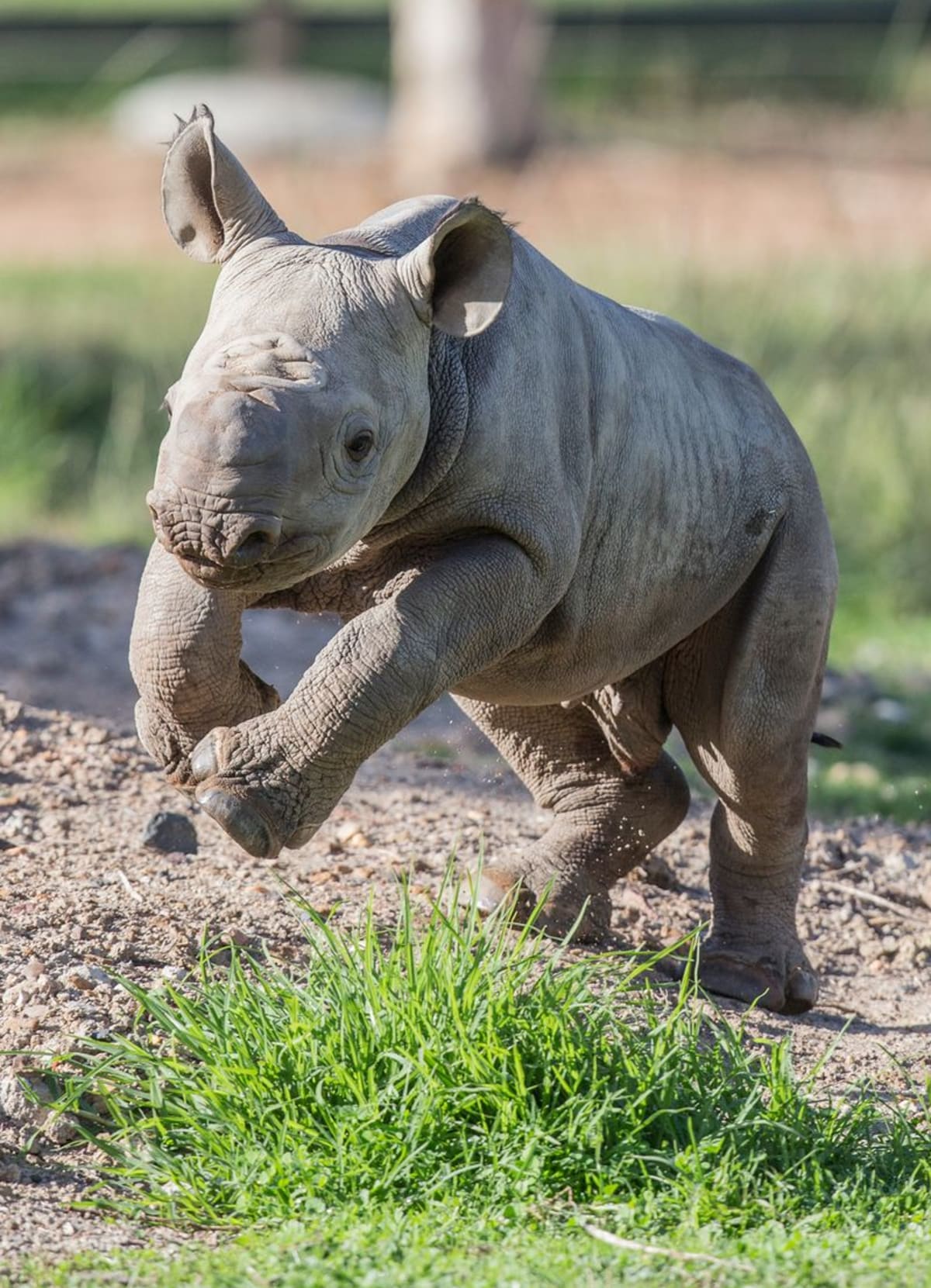 Mládě nosorožce černého - Obrázek 1