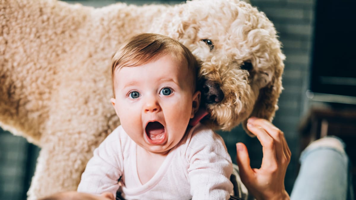 Psi a děti mají na hlas člověka podobné reakce