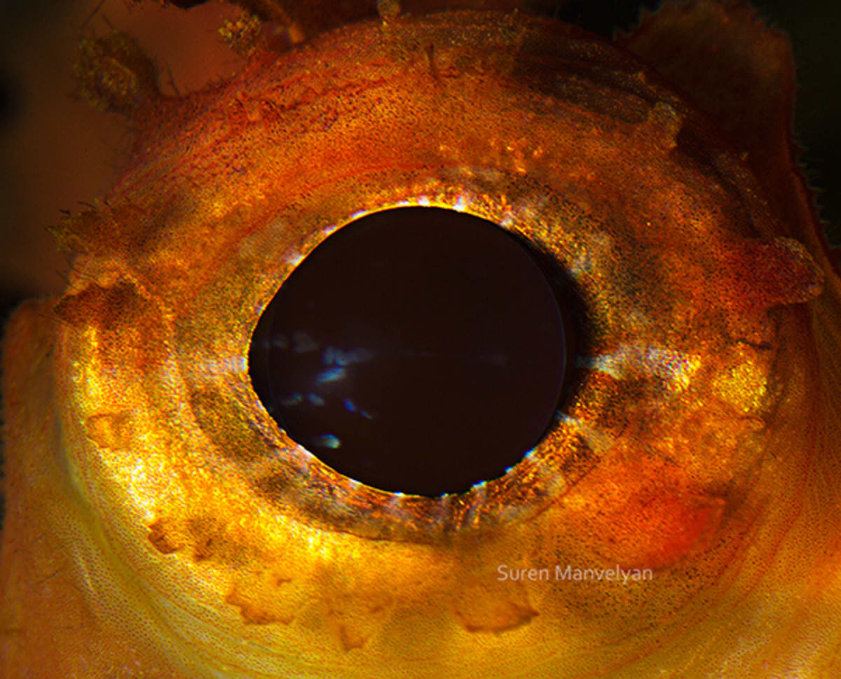 Oko ropušnice