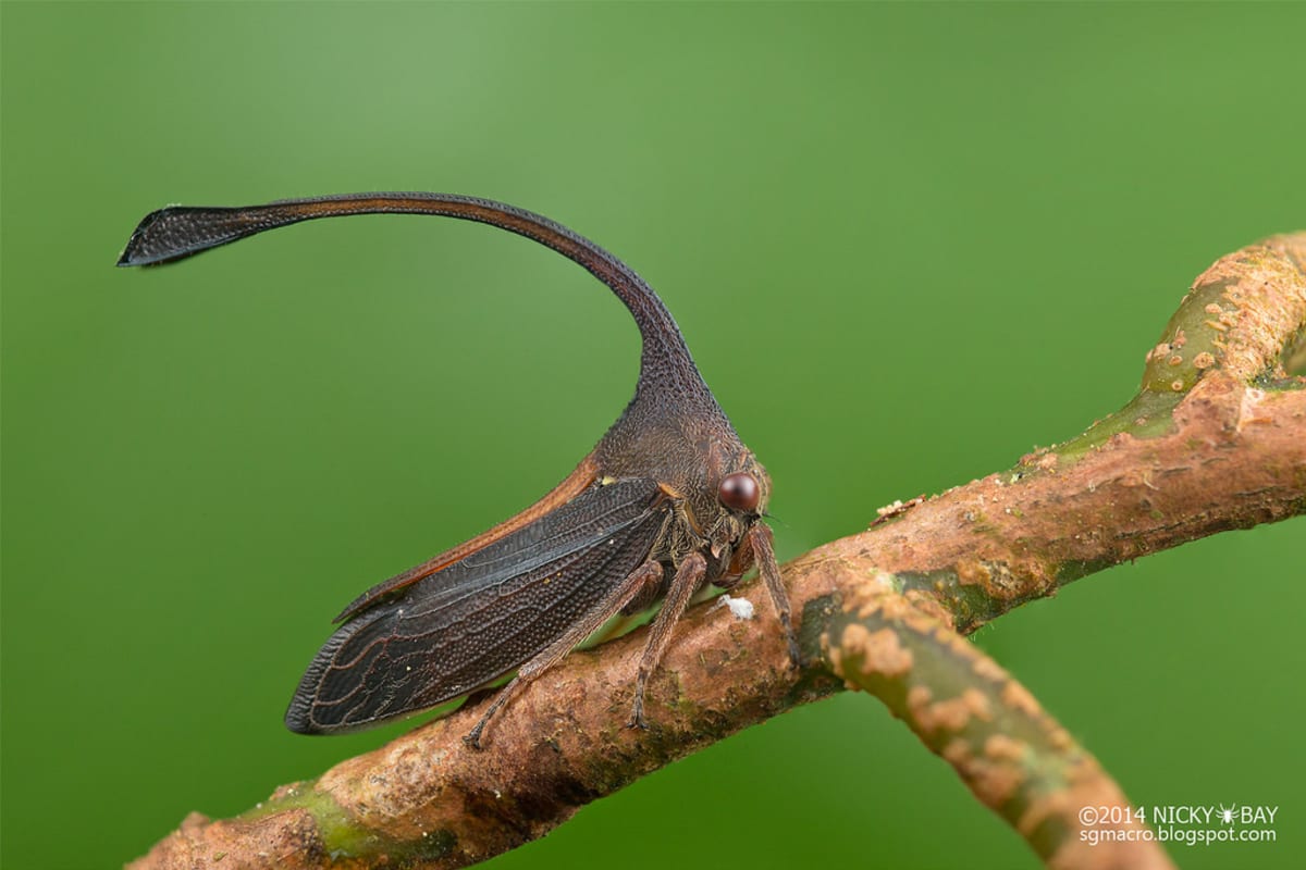 Nejkrásnější hmyz Singapuru - Obrázek 5